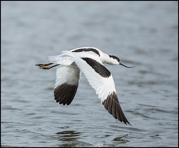 Avocet 080416
