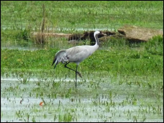 Common Crane 150416 (1)