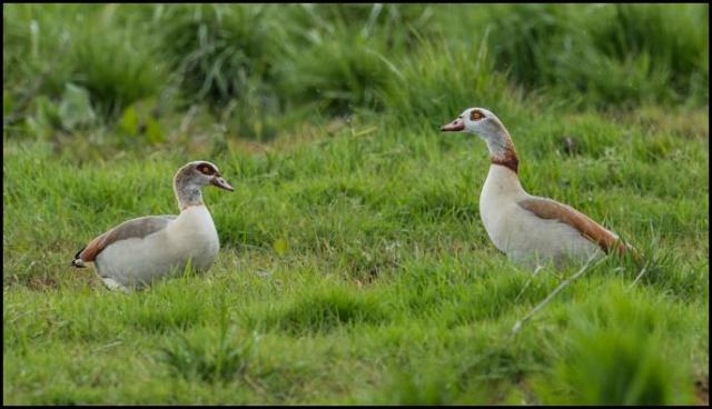 Egyptian Geese 270416