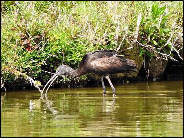 Glossy Ibis 1 290416