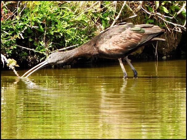 Glossy Ibis 2 290416