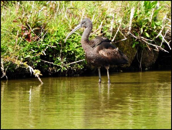Glossy Ibis 3 290416