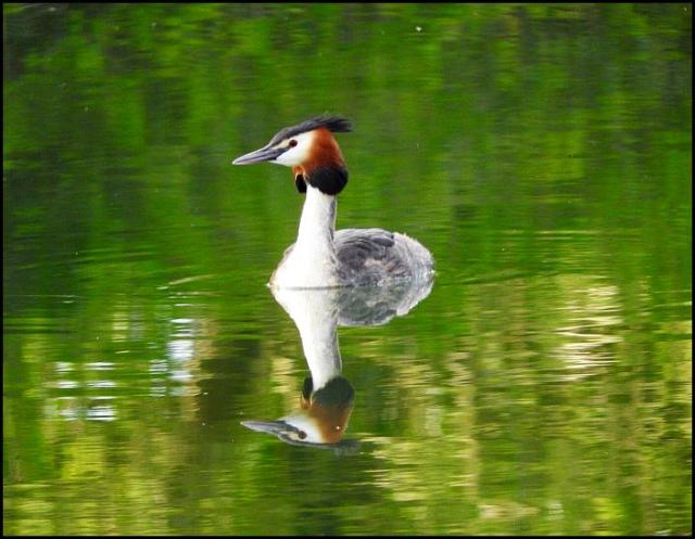 Great Crested Grebe 300416