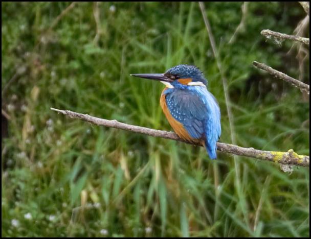 Kingfisher