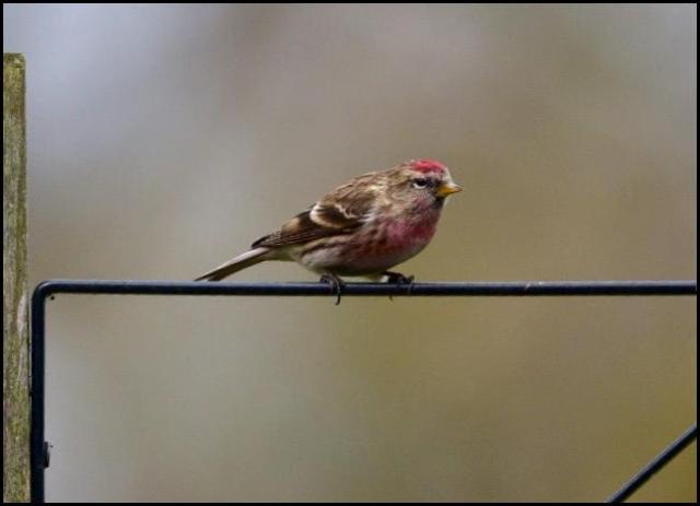 Lesser Redpoll 010416