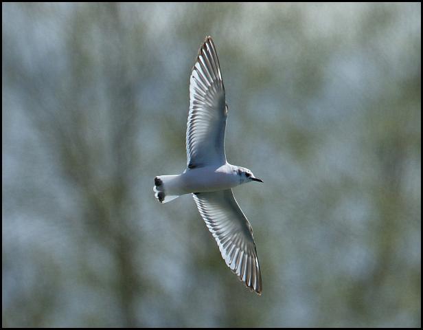 Little Gull 290416