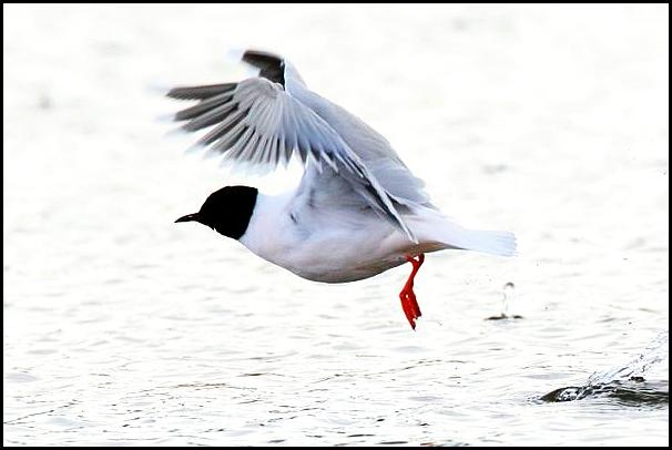 Little Gull 300416.jpg