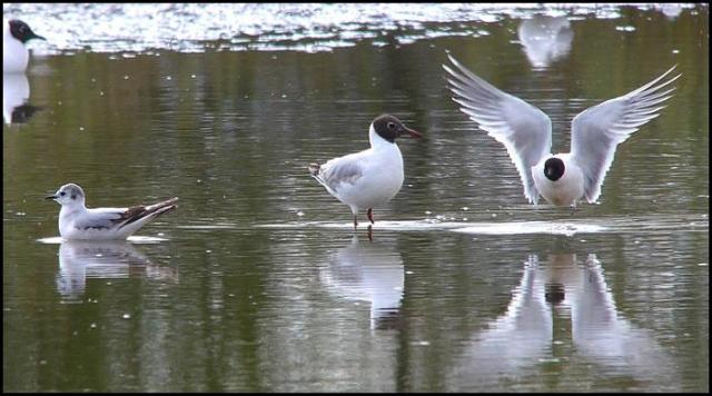 Little Gulls 300416