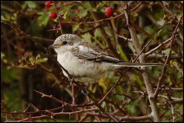 Masked Shrike 0914