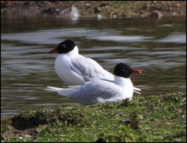 Mediterranean Gulls
