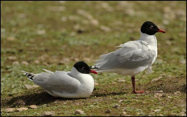 Mediterranean Gulls 290416