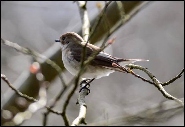 Pied Flycatcher 160416