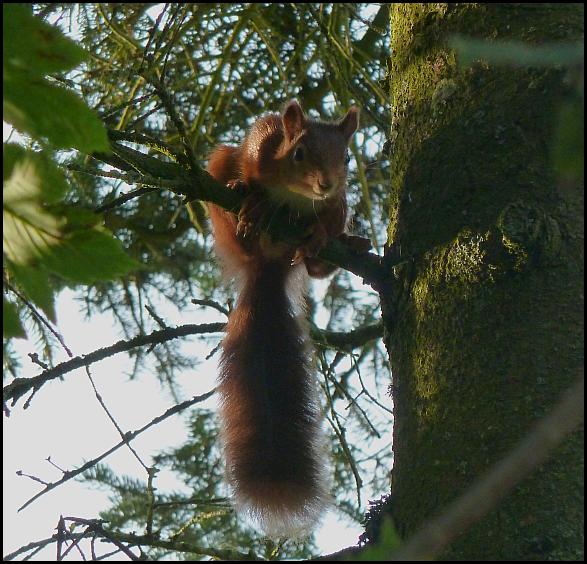 Red Squirrel 0914