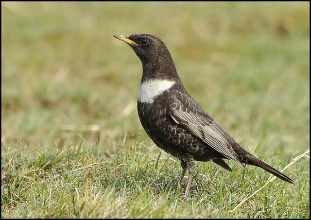 Ring Ouzel 1 300416