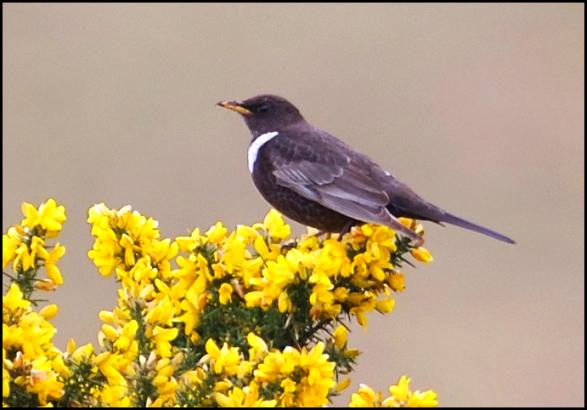 Ring Ouzel 150416