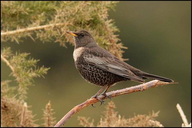 Ring Ouzel