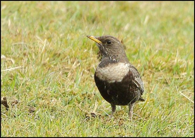 Ring Ouzel 2 300416
