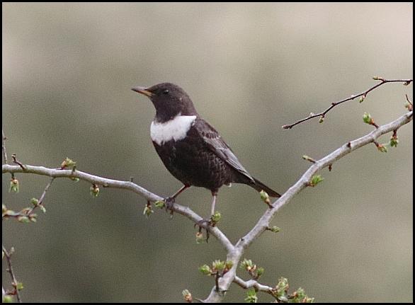 Ring Ouzel 250416.jpg