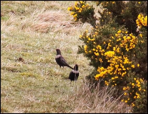 Ring Ouzels