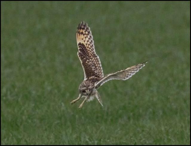 Short-eared Owl 130416