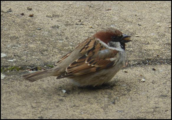 Sparrow hybrid 1 280416