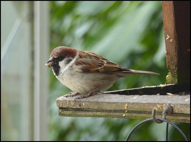 Sparrow hybrid 2 280416