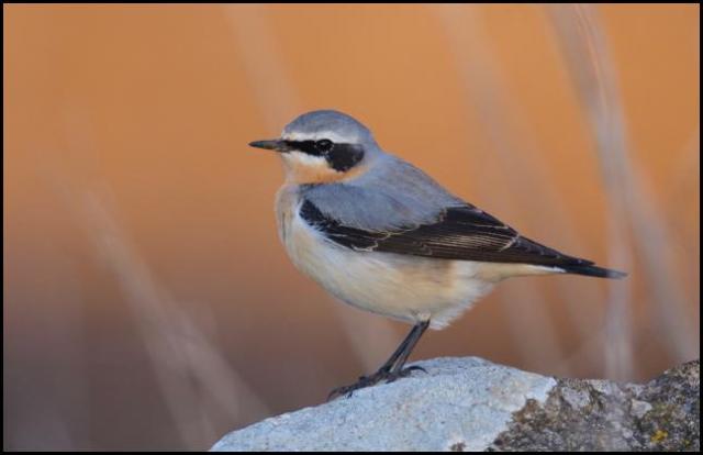 Wheatear 040416