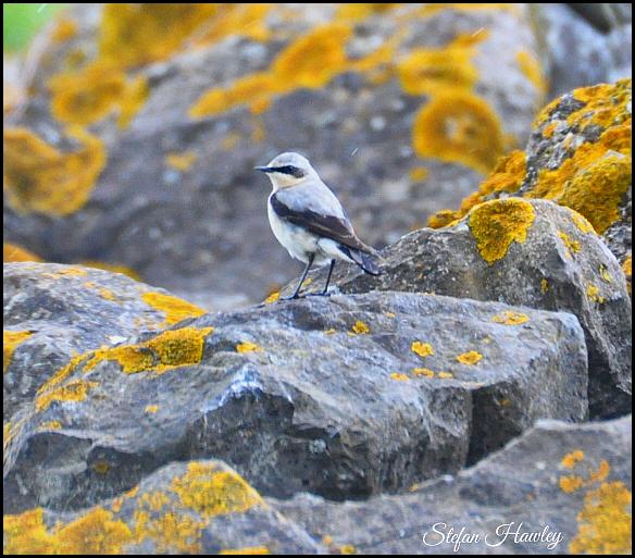 Wheatear 270416.jpg