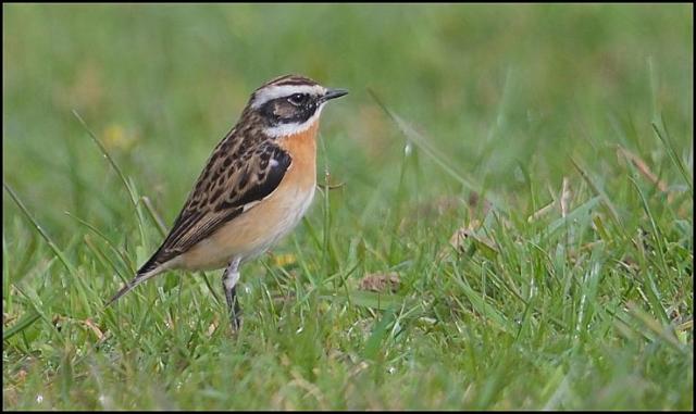 Whinchat 270416