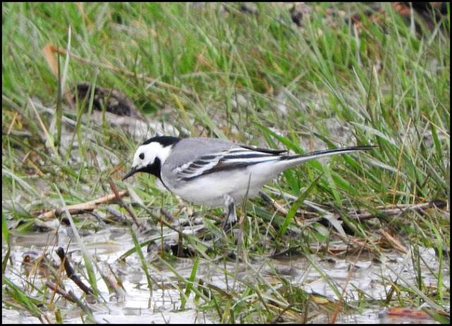 White Wagtail 2 080416