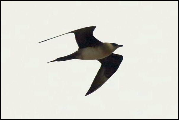 Arctic Skua 110516
