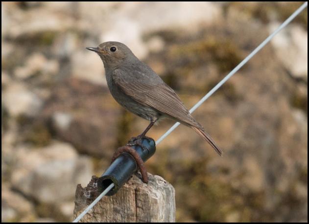 Black Redstart 080516