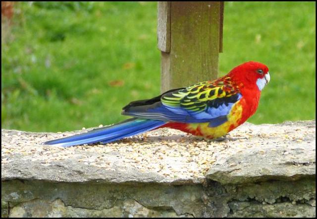 Crimson Rosella 0416