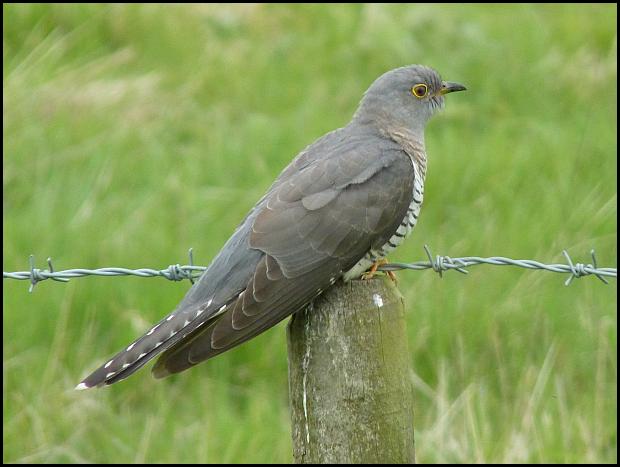 Cuckoo 090516