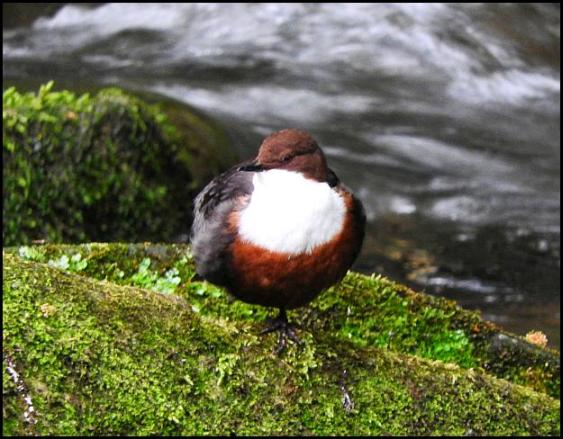 Dipper 200516