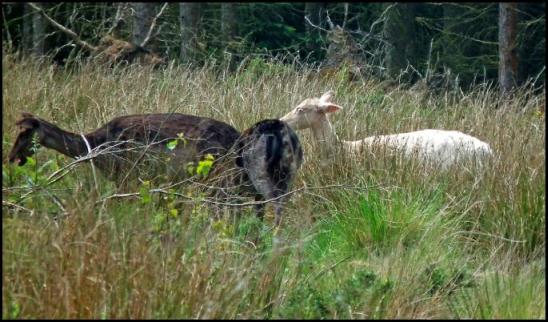 Fallow Deer white 280516.jpg