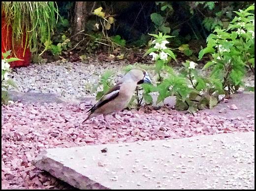 Hawfinch 270516