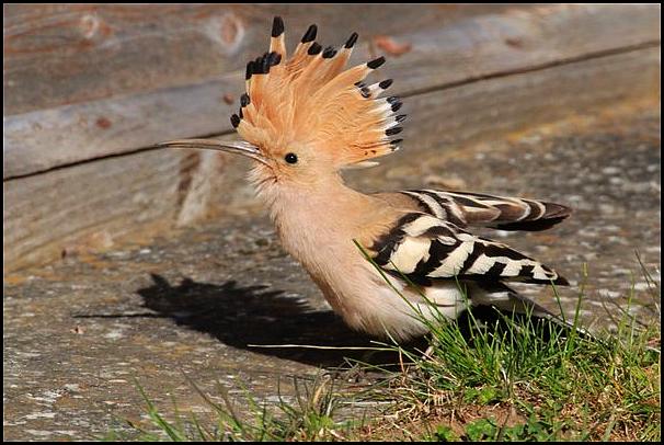 Hoopoe 1 040516