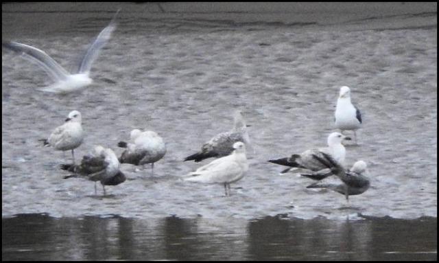 Iceland Gull 1 090516