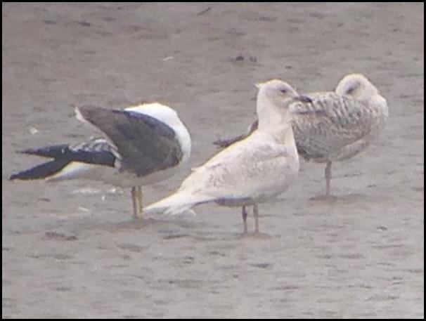 Iceland Gull 100516