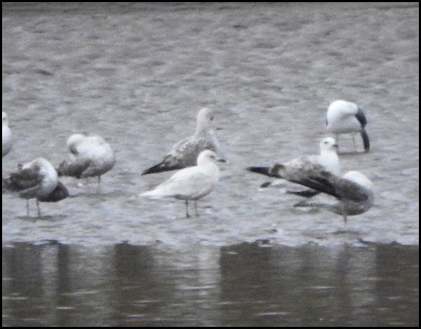 Iceland Gull 2 090516