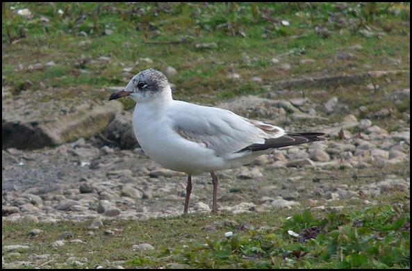Mediterranean Gull 070516