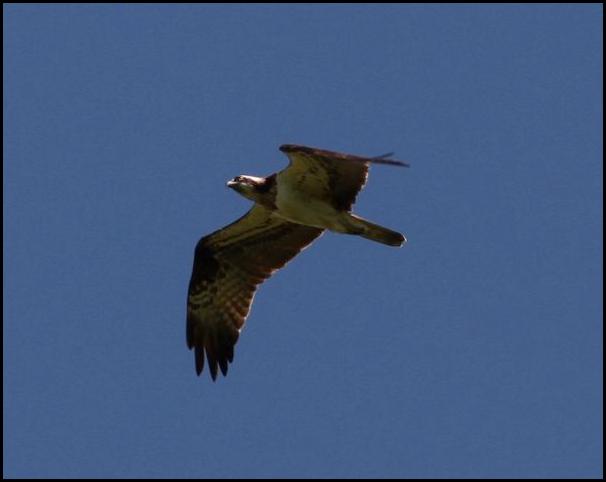 Osprey 160516