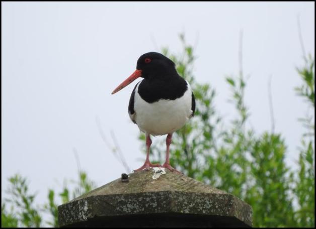 Oystercatcher 130516