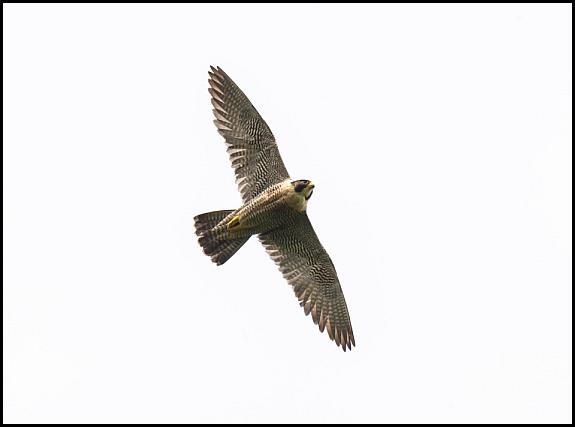 Peregrine 290516