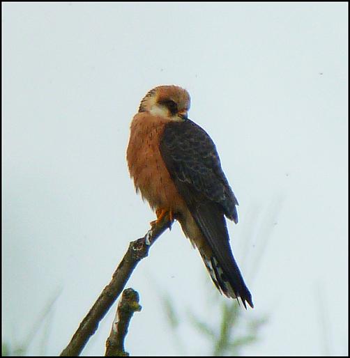 Red-footed Falcon 220516