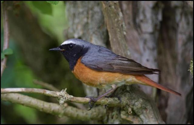 Redstart 300516