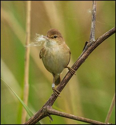 Reed Warbler 250516