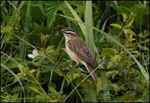 Sedge Warbler 200516
