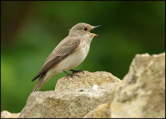 Spotted Flycatcher 270516